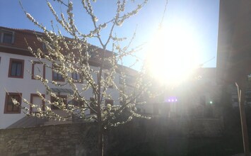 Frühling in Würzburg